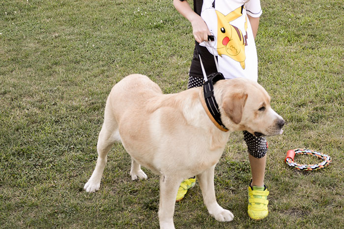 Labrador Max