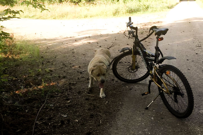 Labrador Max