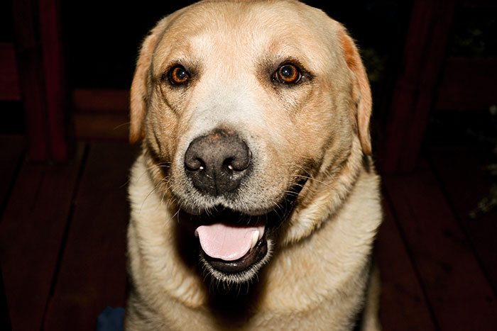 Labrador Max
