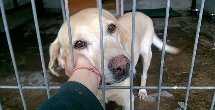 Labradorka do adopcji