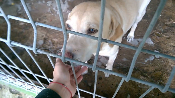 Labradorka do adopcji