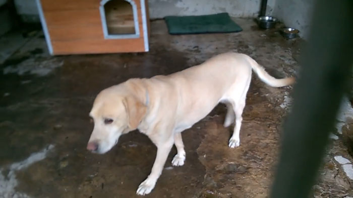 Labradorka do adopcji