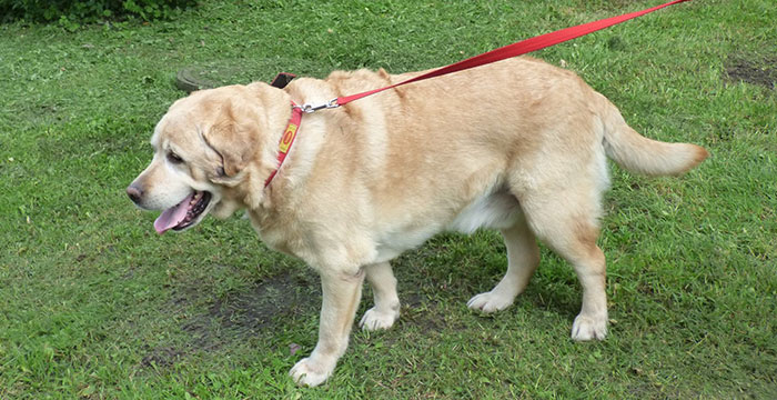 Labrador Misiek