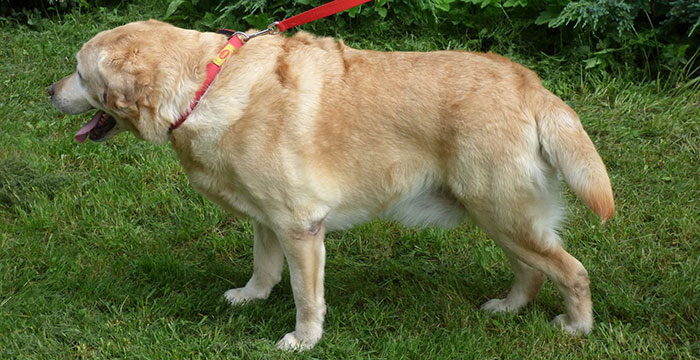 Labrador Misiek