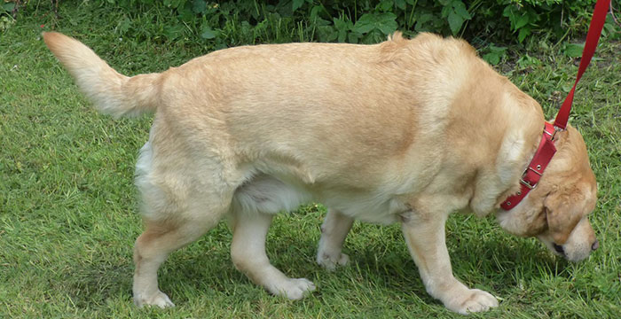 Labrador Misiek