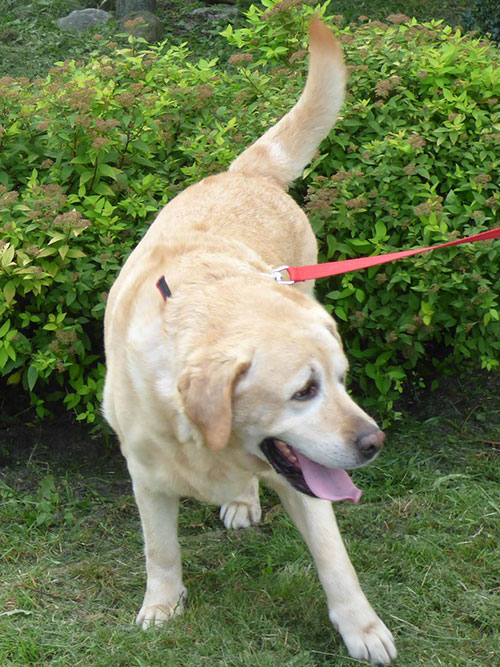 Labrador Misiek