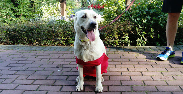 Sara, labradorka do adopcji