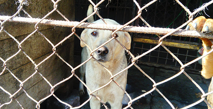 Sara, labradorka do adopcji