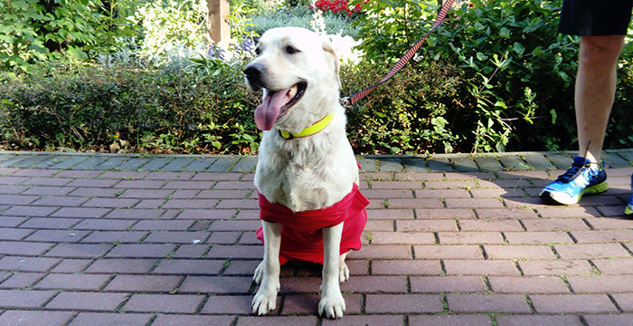 Sara, labradorka do adopcji