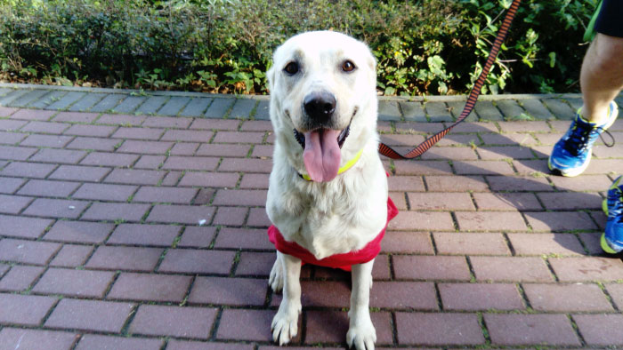 Sara, labradorka do adopcji
