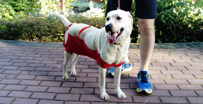 Sara, labradorka do adopcji