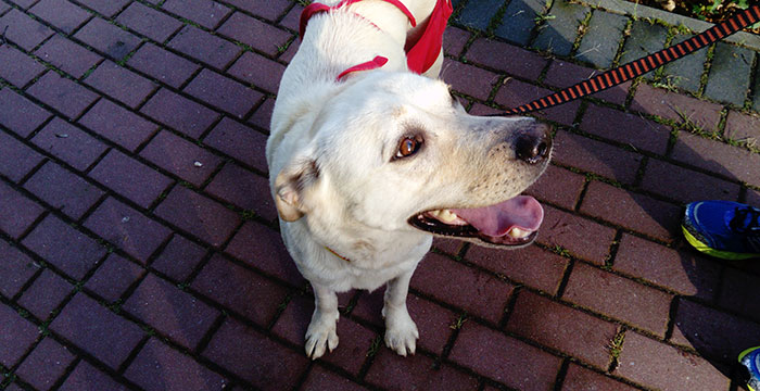Sara, labradorka do adopcji