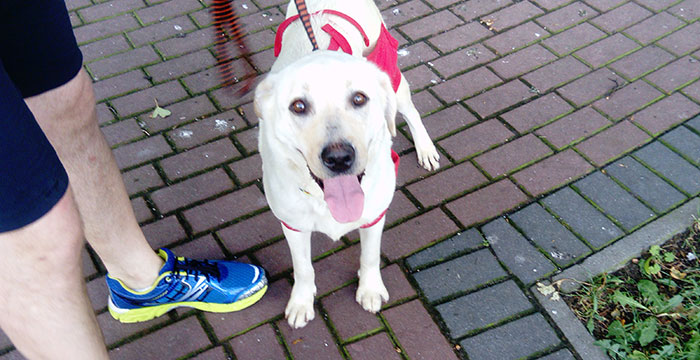 Sara, labradorka do adopcji
