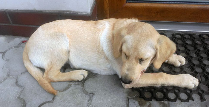 Labrador w potrzebie