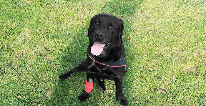 Labrador Aszer