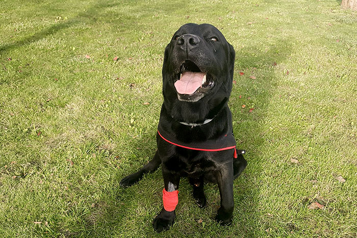 Labrador Aszer