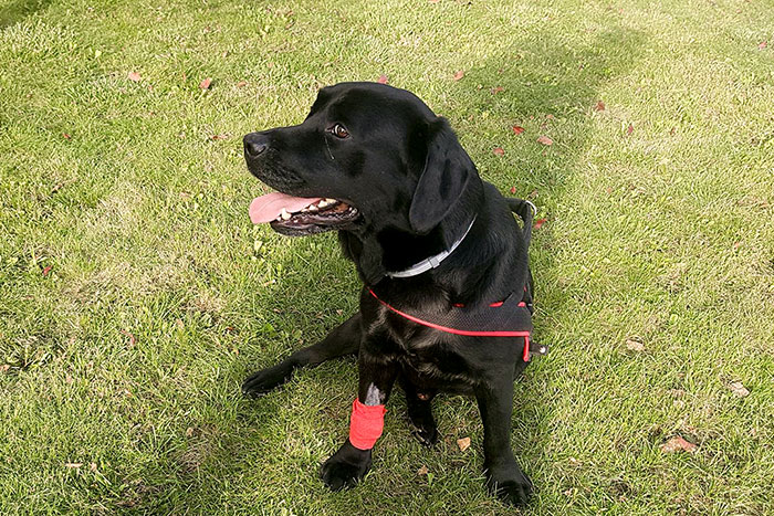 Labrador Aszer