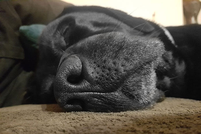 Labrador Aszer