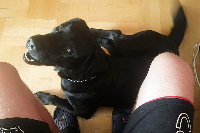 Labrador Aszer