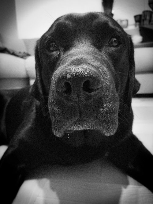 Labrador Aszer