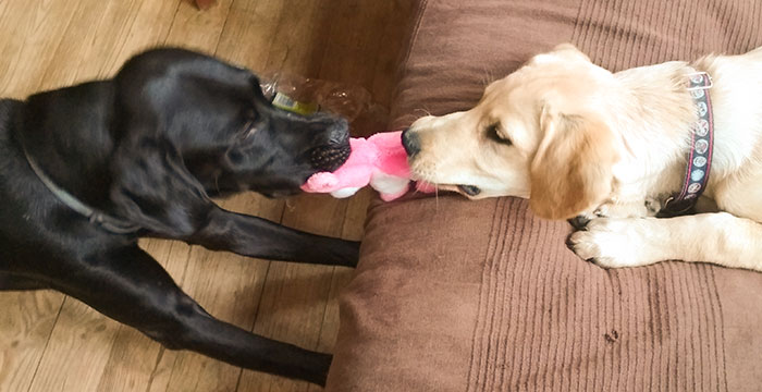Labradory: Mamba i Buddy