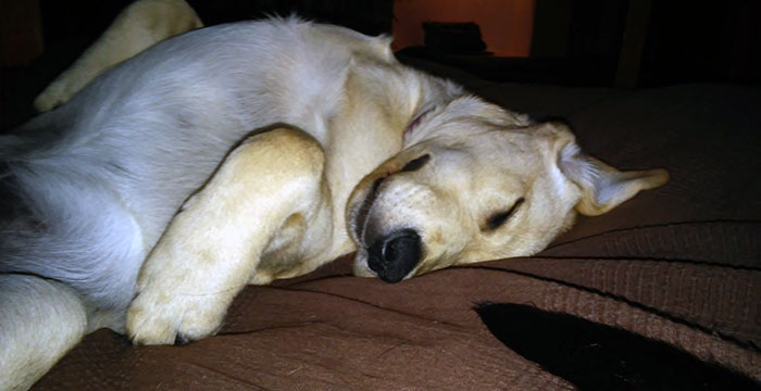Labrador Buddy