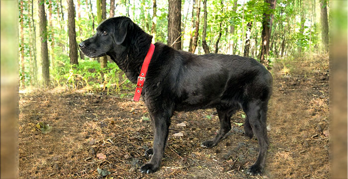 Drama, labradorka do adopcji