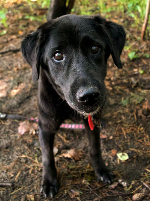 Drama, labradorka do adopcji