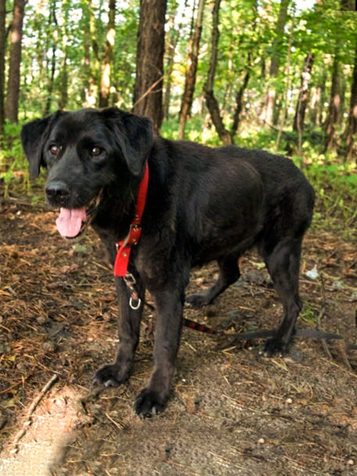 Drama, labradorka do adopcji