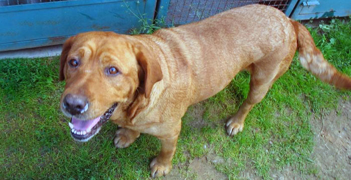 Druza, labradorka do adopcji