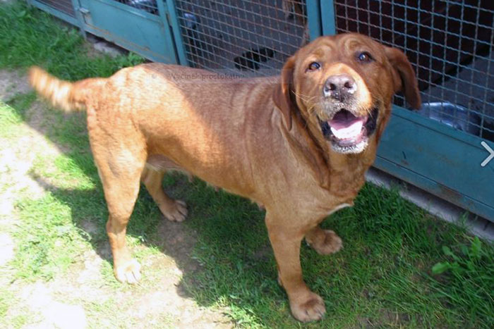 Druza, labradorka do adopcji
