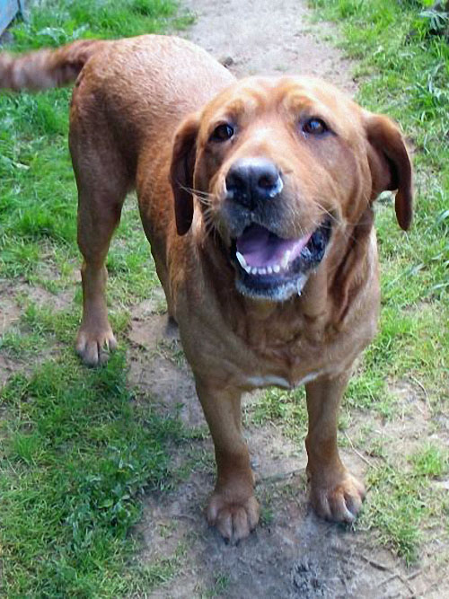 Druza, labradorka do adopcji