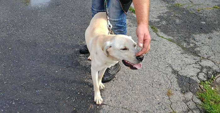 Floki, labrador do adopcji