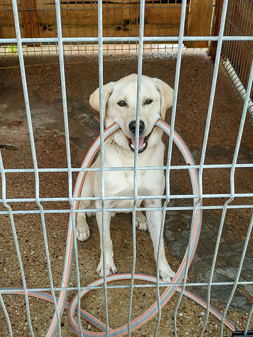 Floki, labrador do adopcji