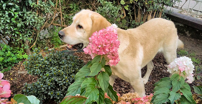 Lord, labrador do adopcji