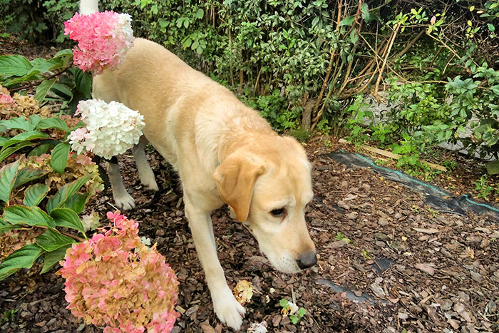 Lord, labrador do adopcji