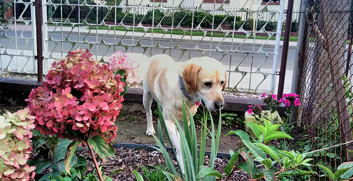 Lord, labrador do adopcji