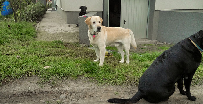 Lord, labrador do adopcji