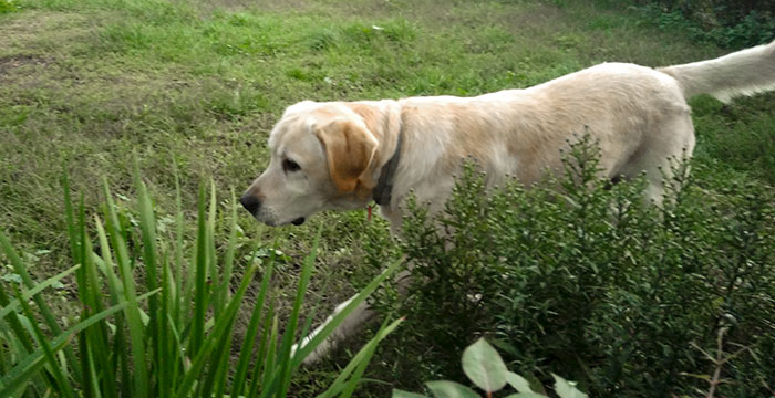 Lord, labrador do adopcji