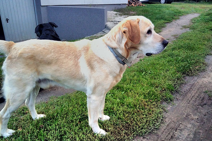 Lord, labrador do adopcji