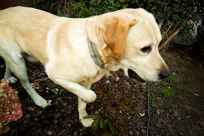 Lord, labrador do adopcji
