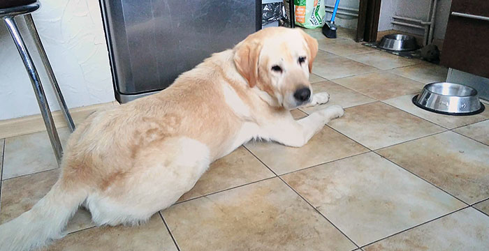 Lord, labrador do adopcji