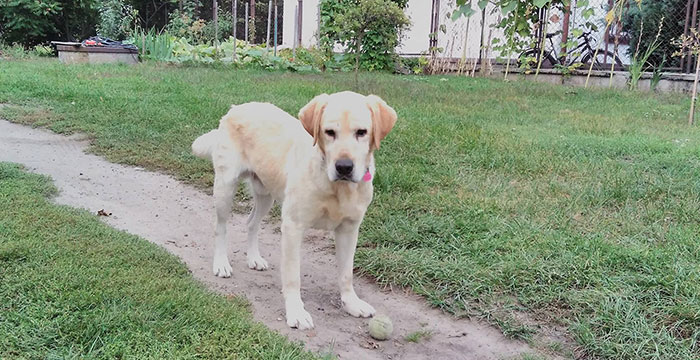 Lord, labrador do adopcji