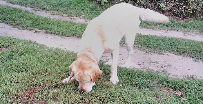 Lord, labrador do adopcji