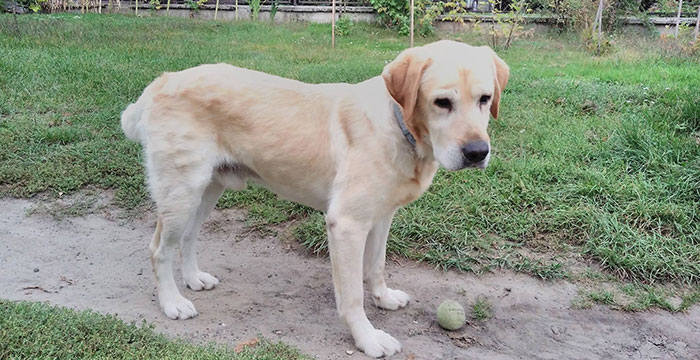 Lord, labrador do adopcji