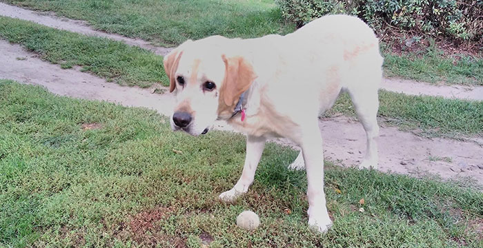 Lord, labrador do adopcji
