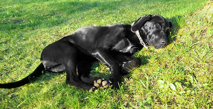 Labradorka Mamba