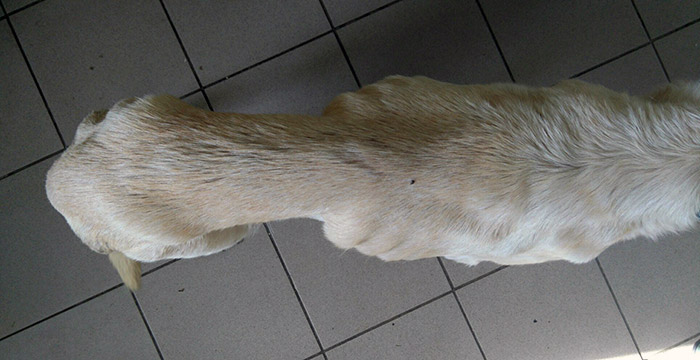 Labradorka w potrzebie