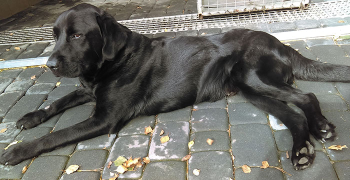 Labrador w potrzebie