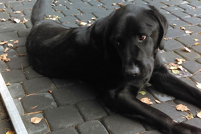 Labrador w potrzebie